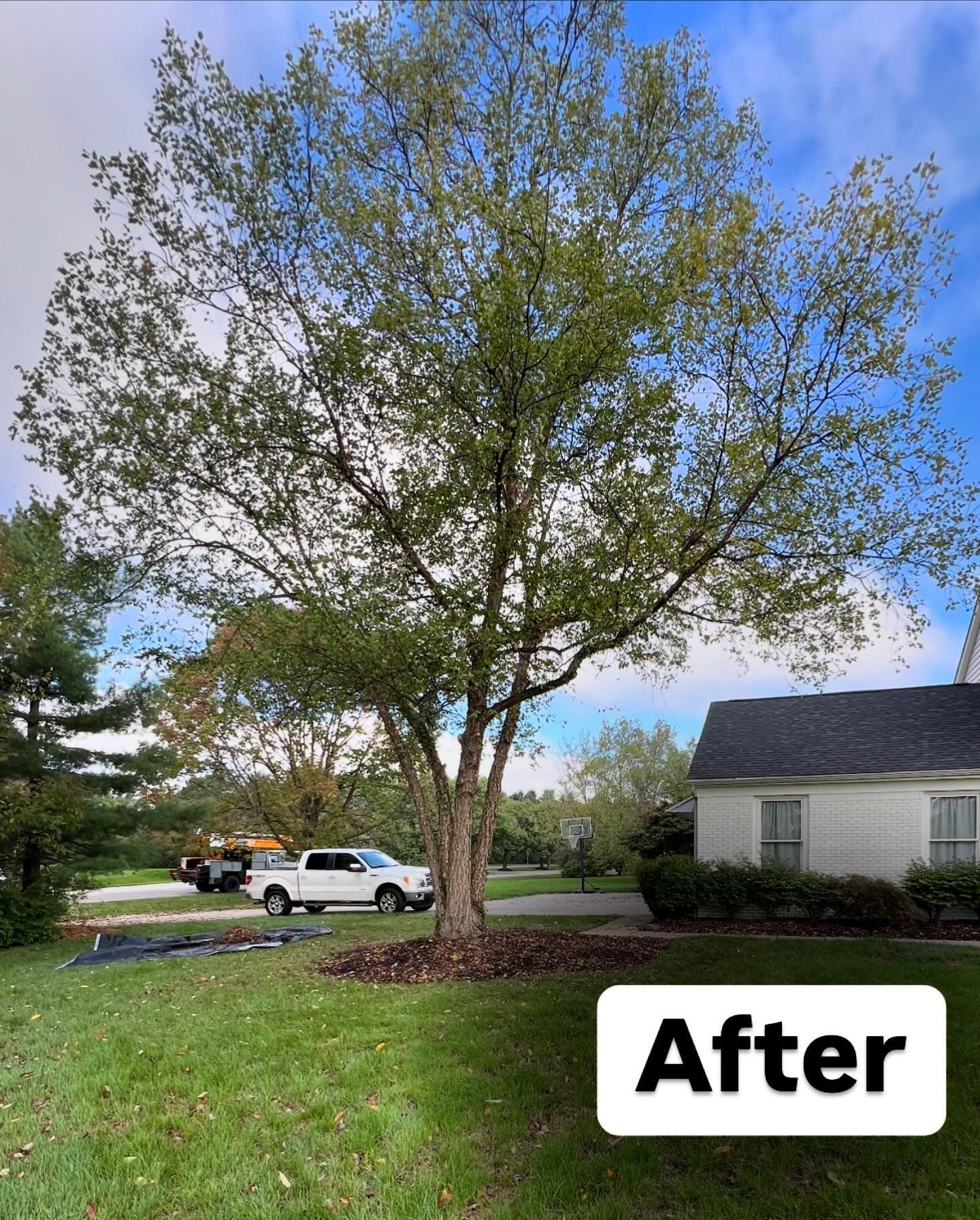 A picture of a tree after being cut down in front of a house.