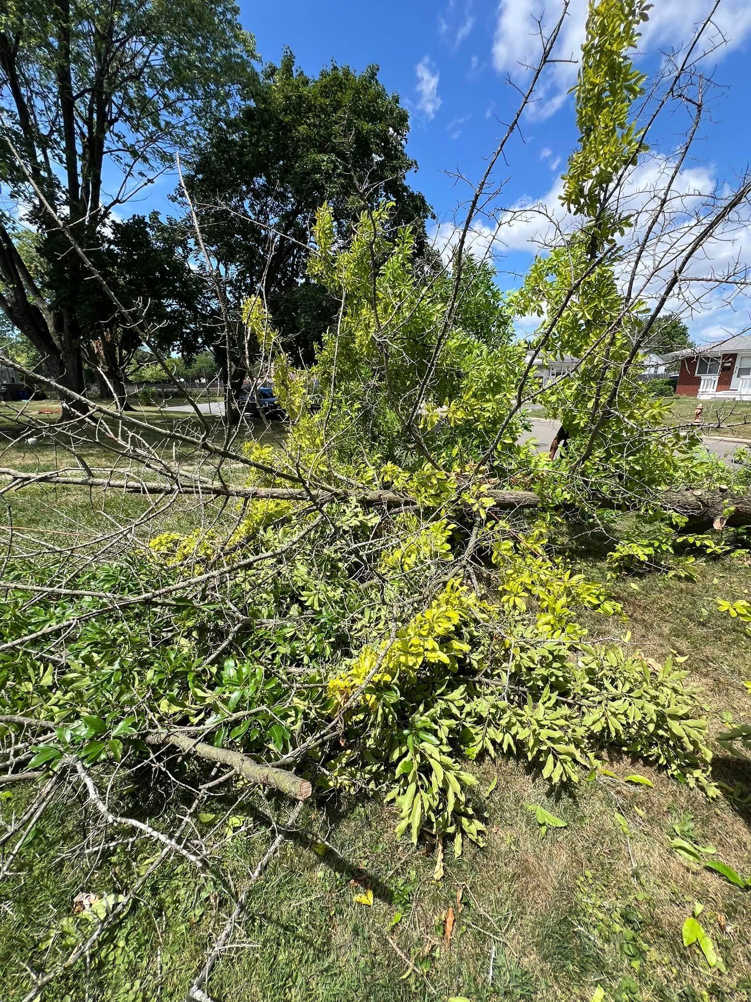 A fallen tree in a field with a lot of branches and leaves.