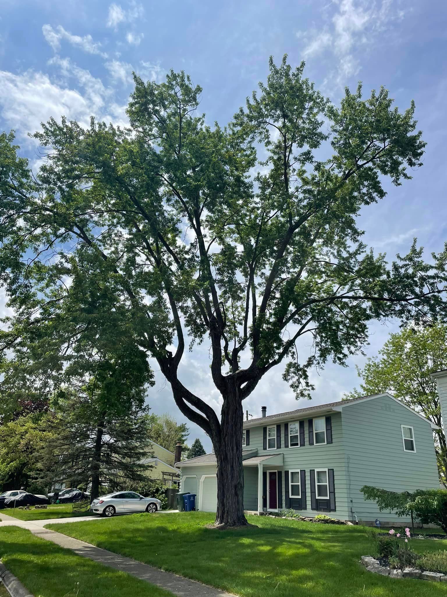 A large tree in front of a house on a sunny day.