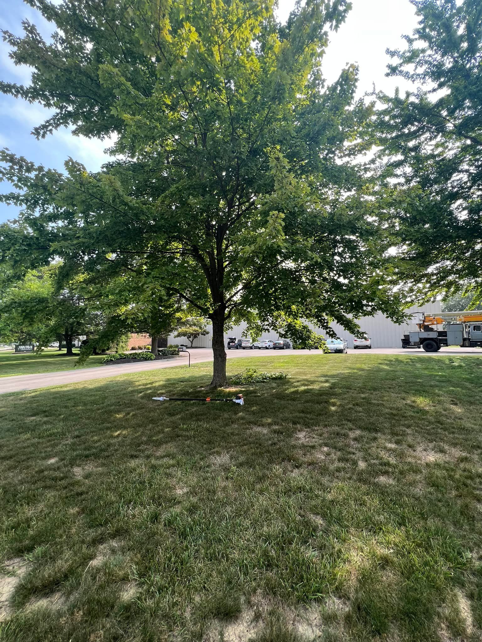 A large tree in the middle of a grassy field.