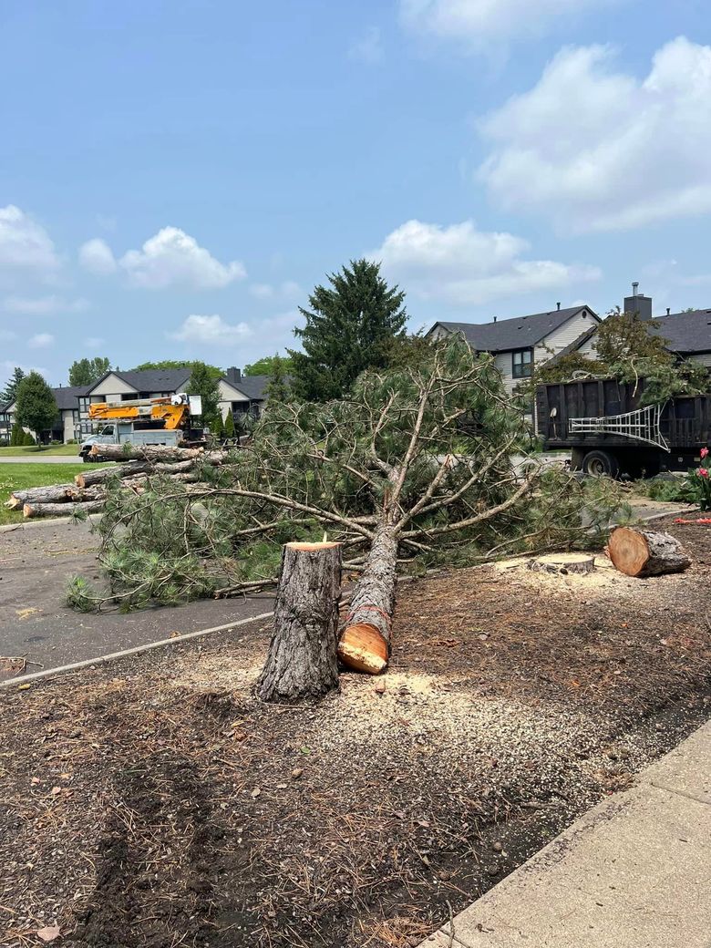 A tree that has been cut down in a parking lot.