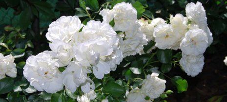 Fiori bianchi nel giardino a Ostra Vetere