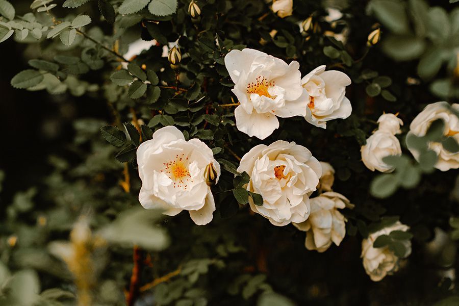 White rose blossoms with yellow centers amidst green leaves.