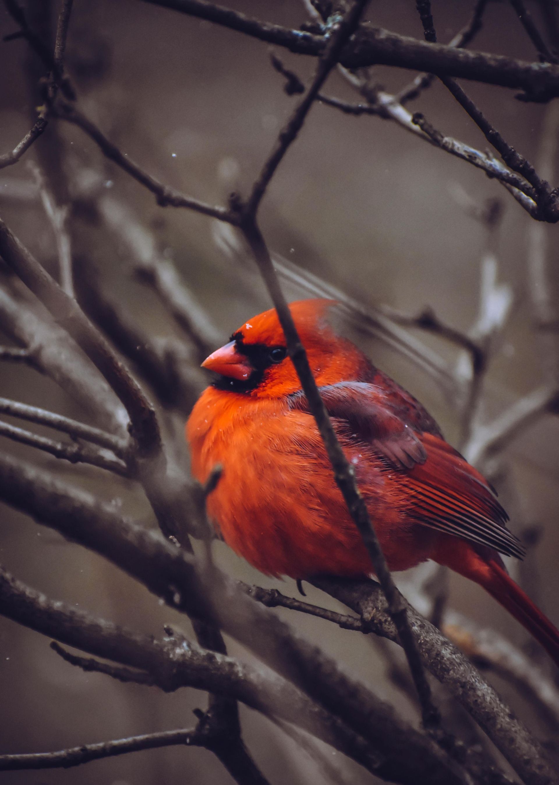 cardinal in a tree