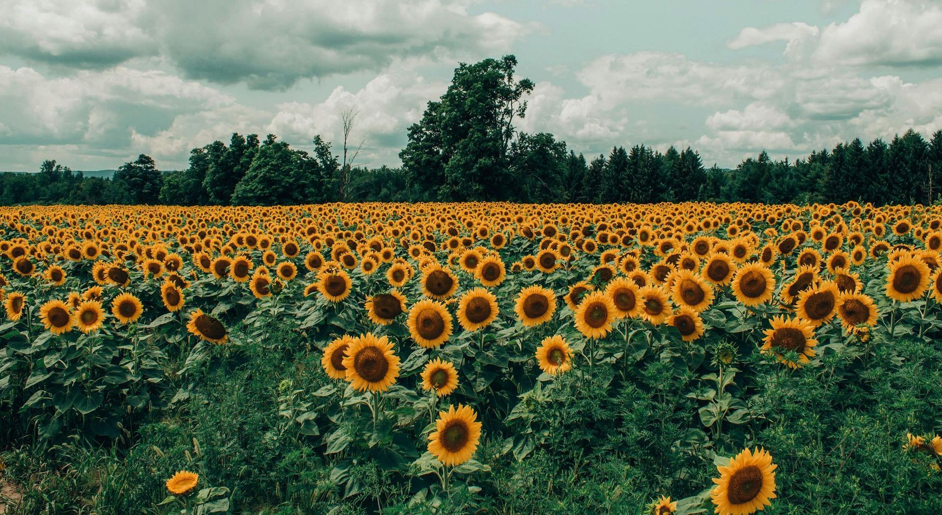 A field of sunflowers with trees in the background on a sunny day.