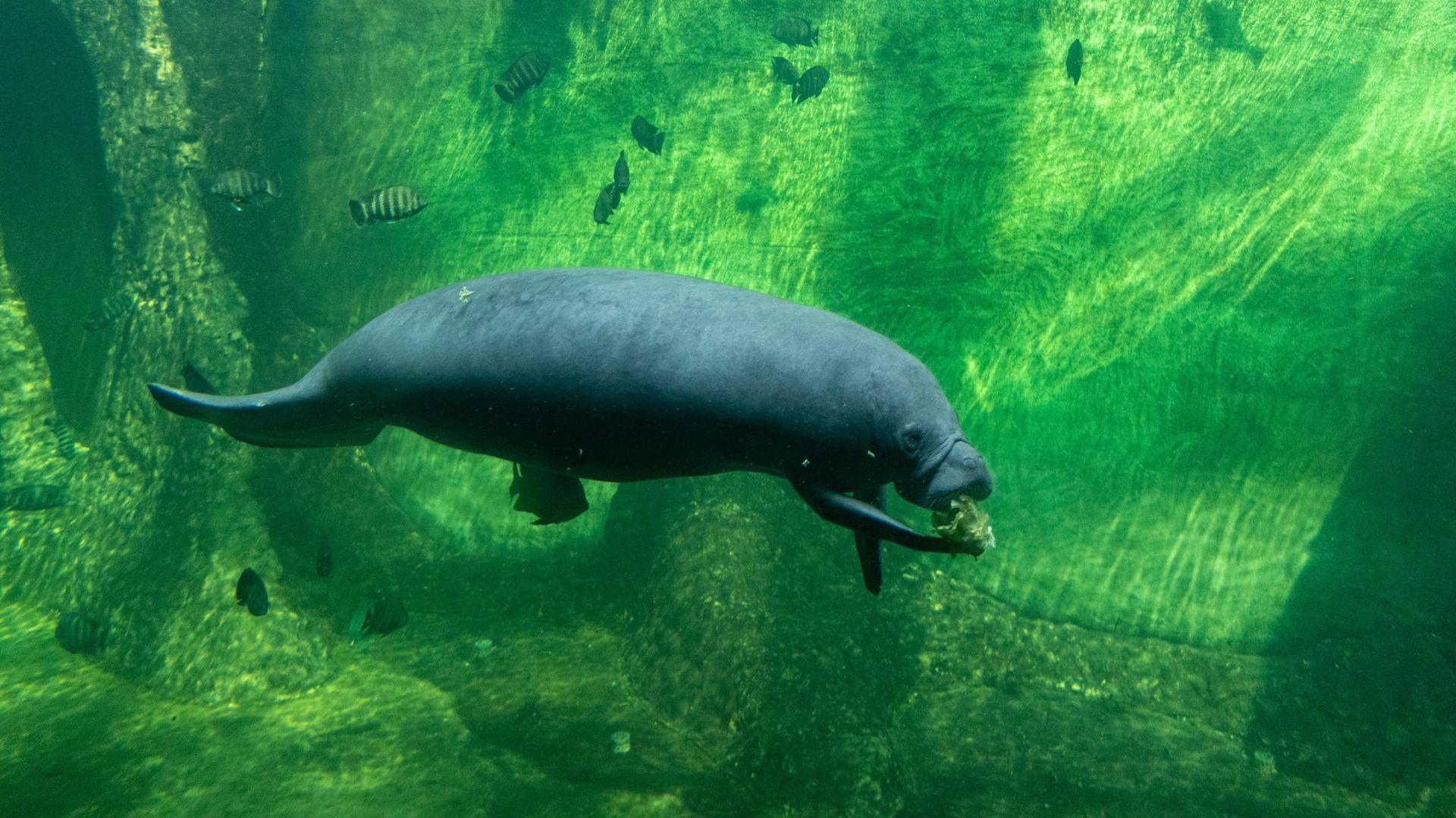 A manatee is swimming in a large tank of water.