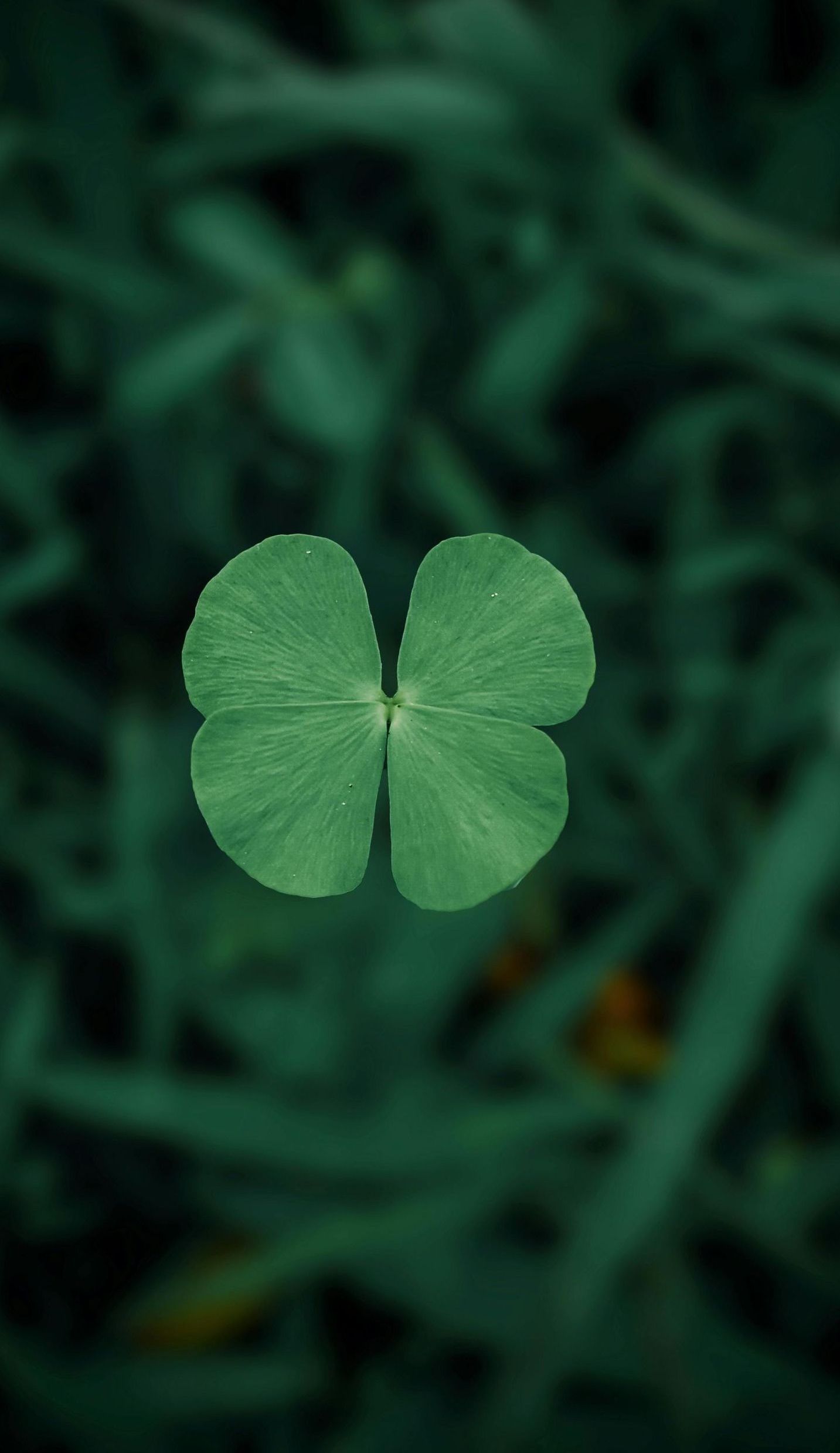 A close up of a four leaf clover in the grass.