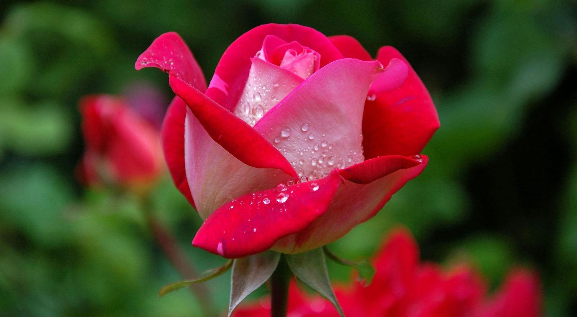 A close up of a red rose with water drops on the petals