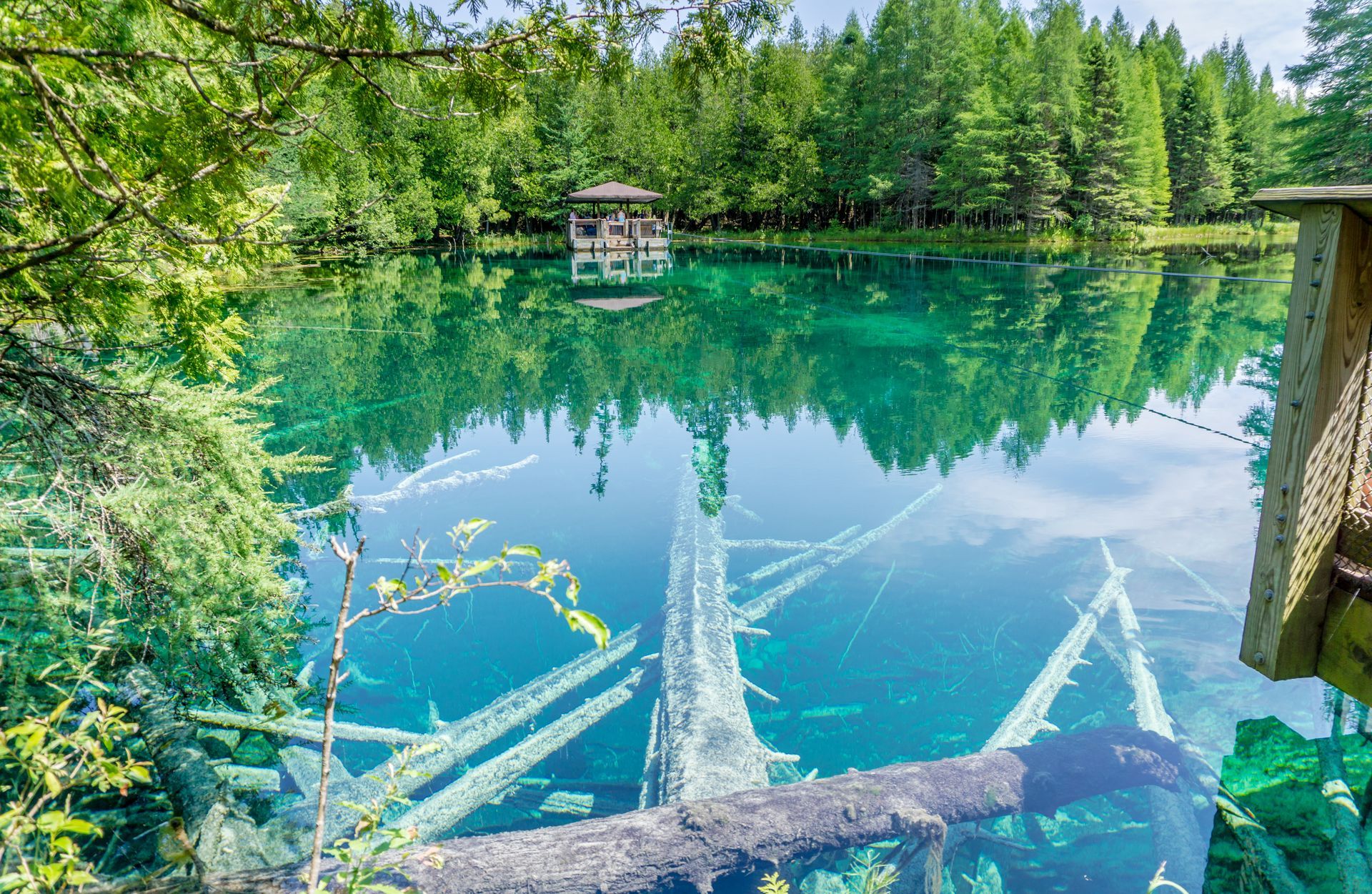 A lake surrounded by trees and a log in the middle of it.