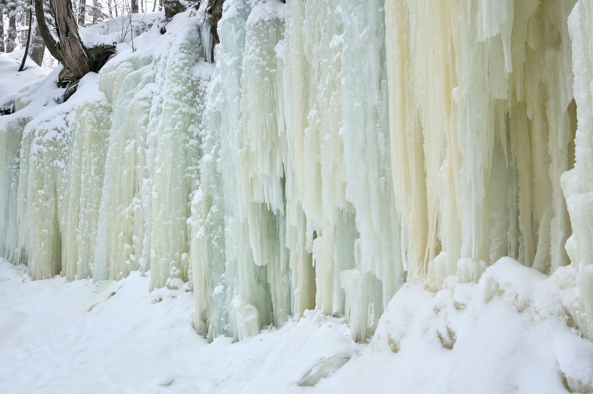 A row of icicles hanging from a tree in the snow.