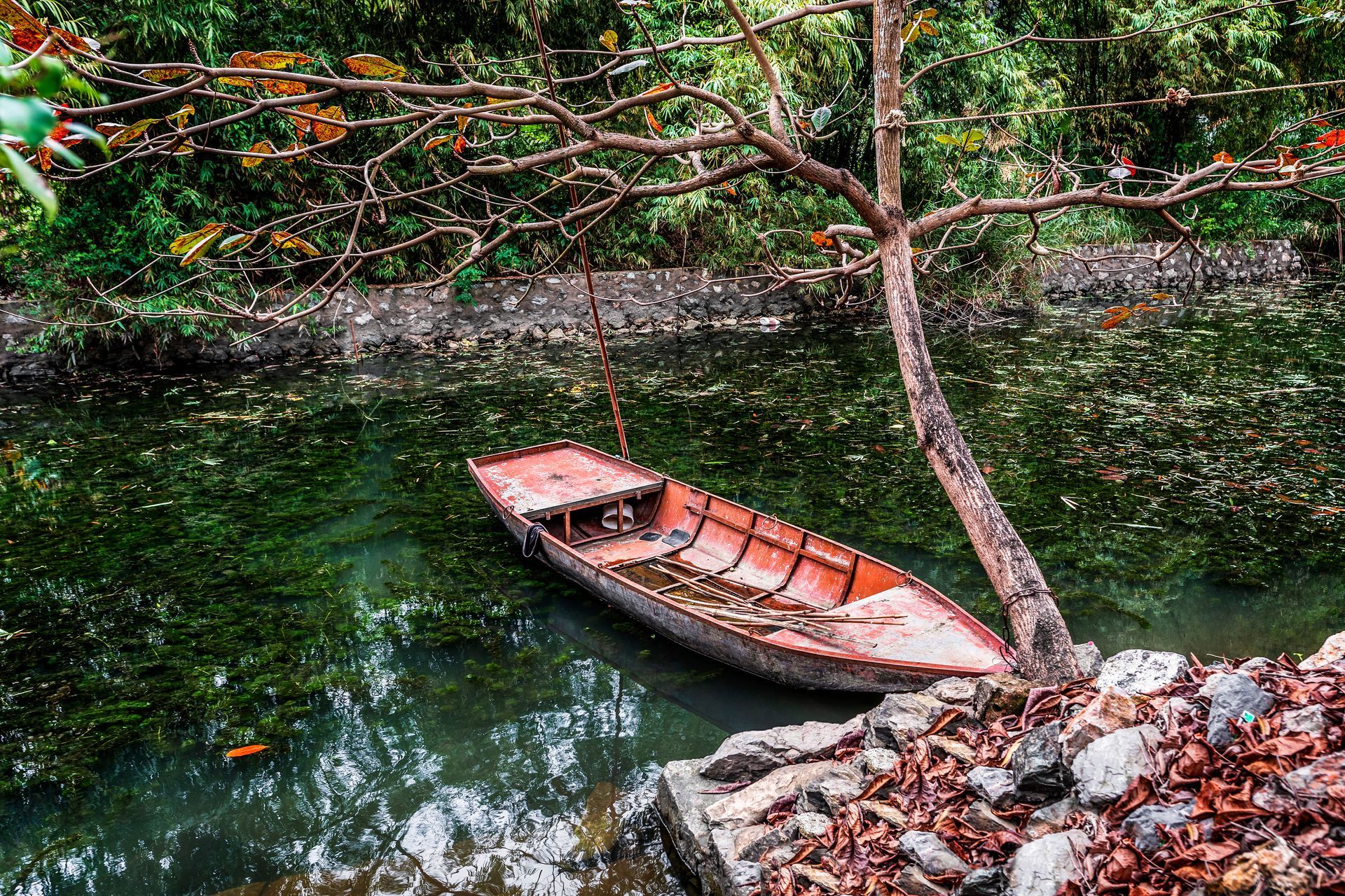 A boat is sitting on the shore of a river next to a tree.