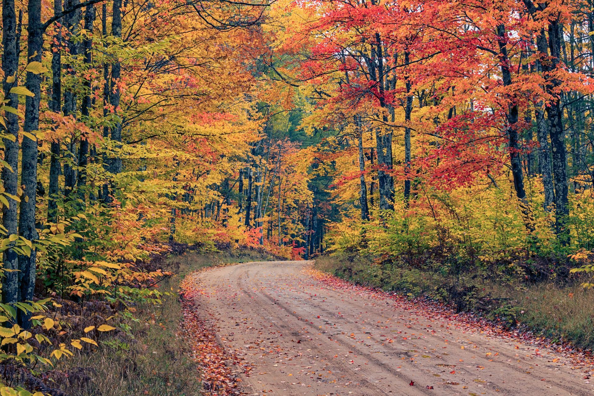 A dirt road in the middle of a forest with trees covered in leaves.