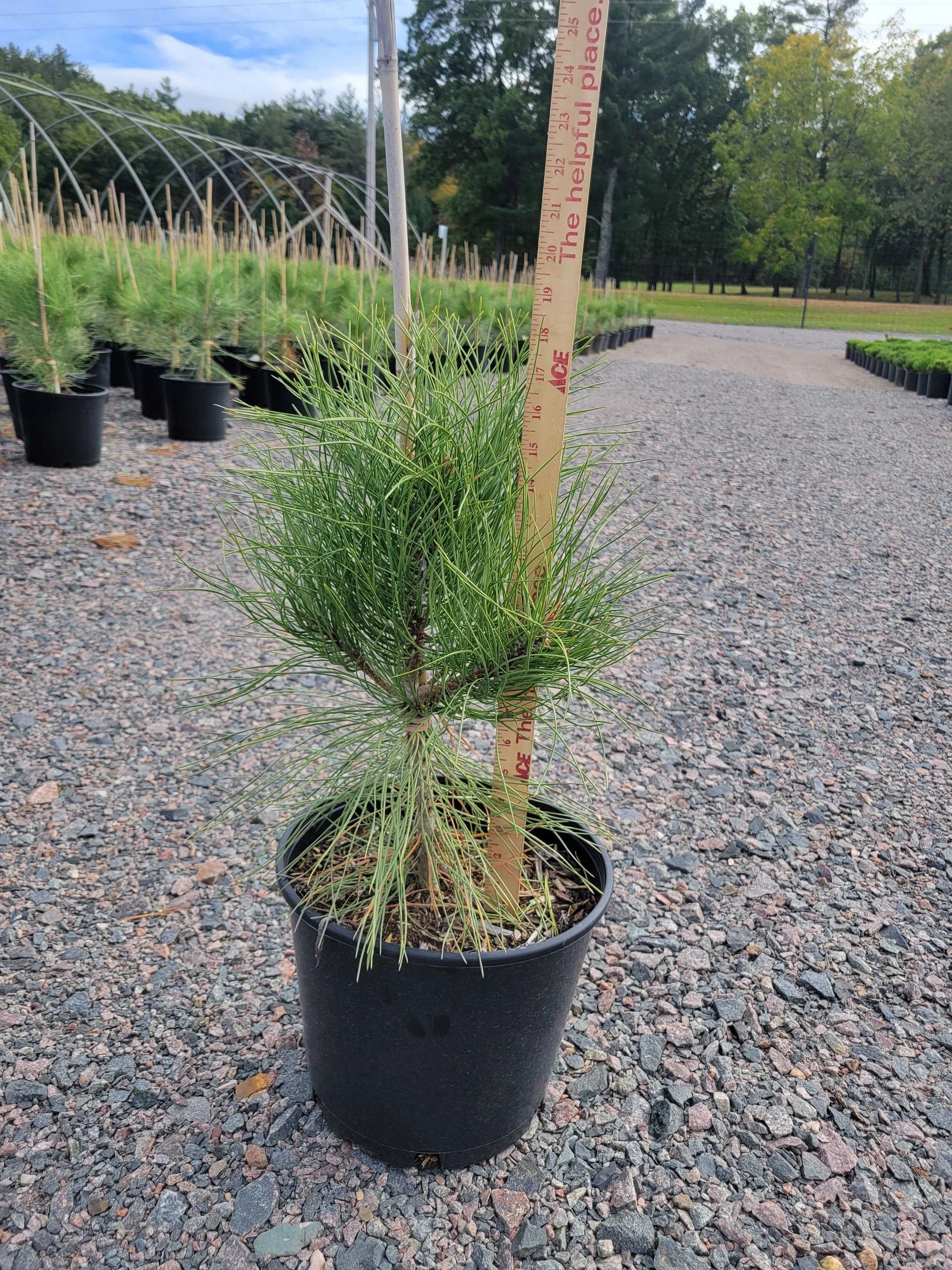 A small tree in a black pot is being measured by a ruler.