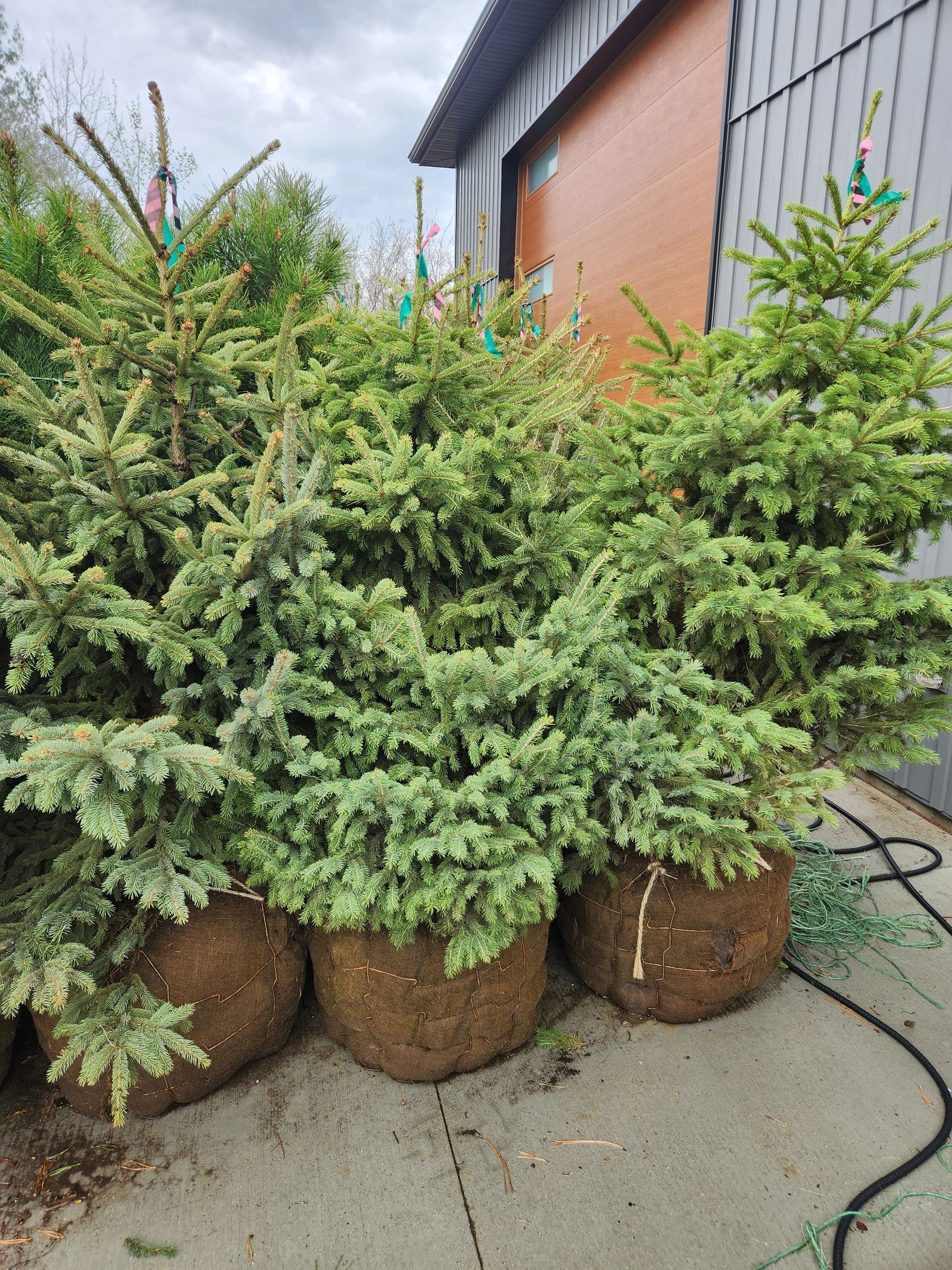 A bunch of potted christmas trees are sitting on the sidewalk in front of a building.