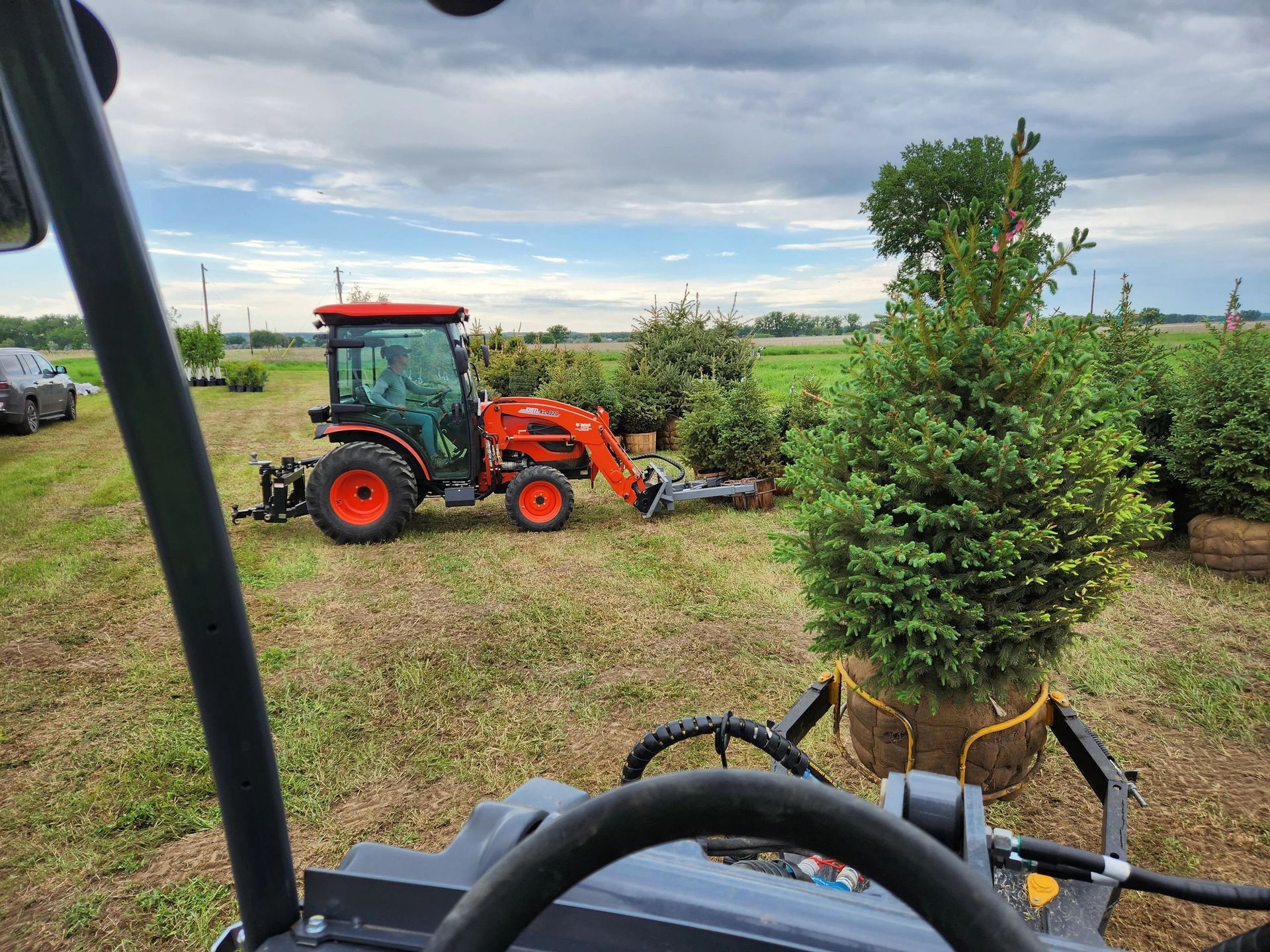 A tractor is driving through a field of christmas trees.