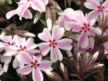 A bunch of pink and white flowers with red centers