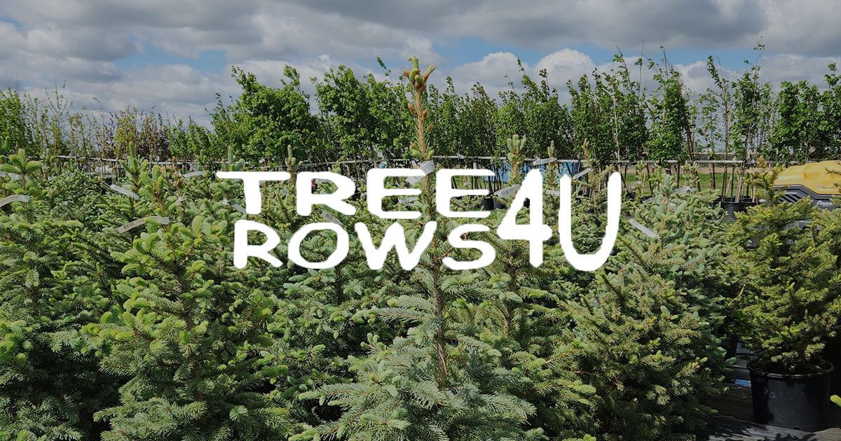 Linden Harvest Gold | Hardy Deciduous Trees | Tree Rows 4U