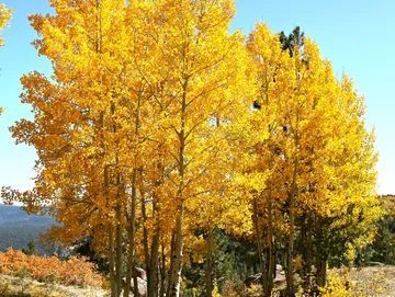 A row of trees with yellow leaves on a sunny day