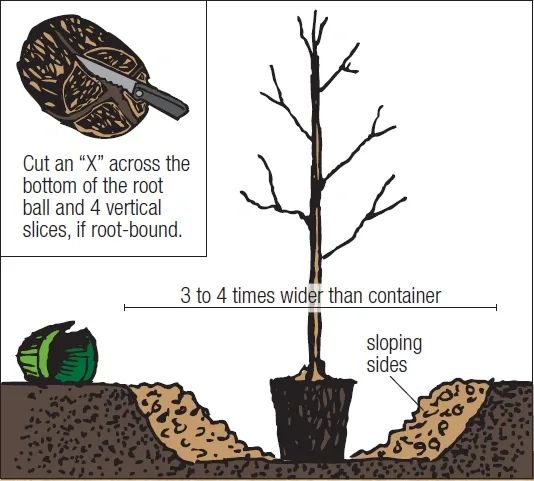 A diagram showing how to cut an x across the bottom of the root ball and 4 vertical slices
