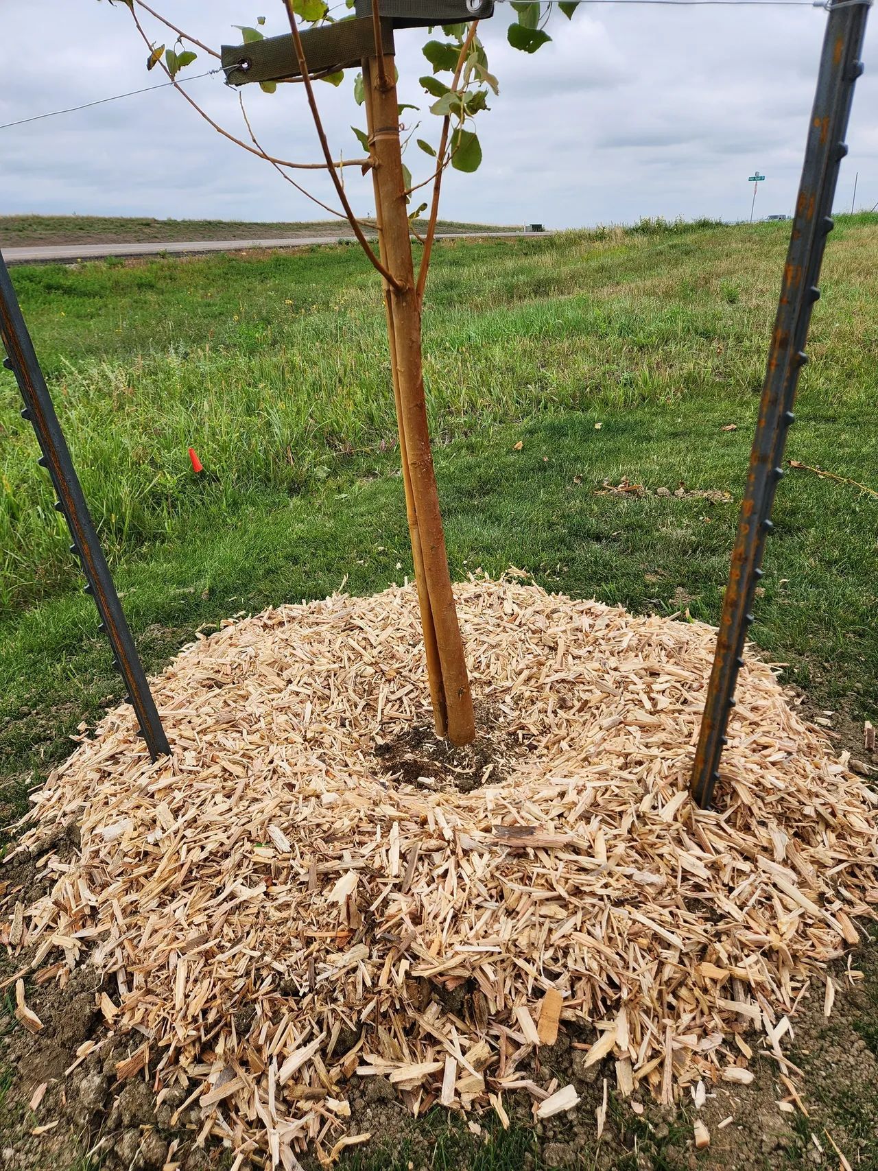 A tree is surrounded by wood chips in a field.