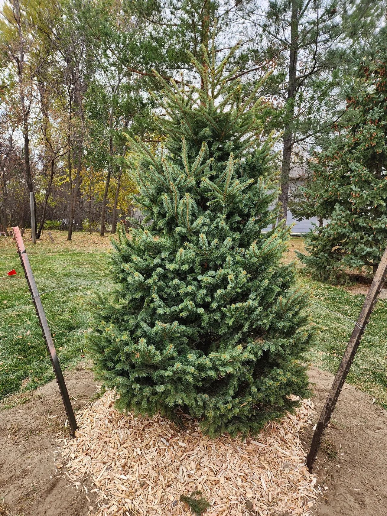 A christmas tree is sitting on top of a pile of mulch in a field.
