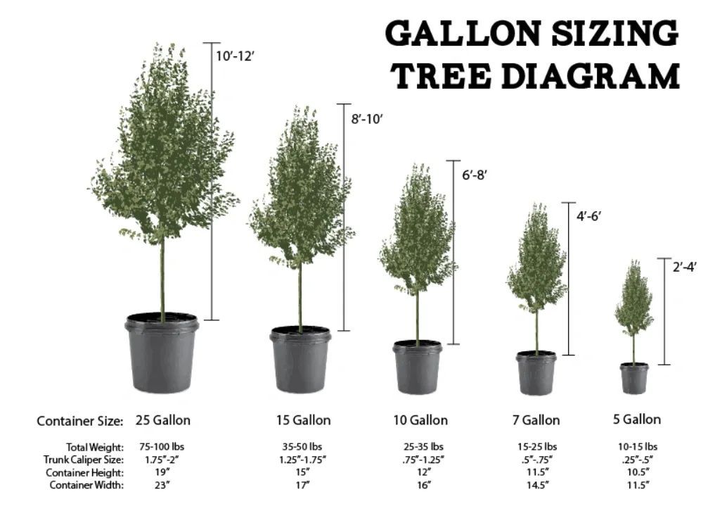 A gallon sizing tree diagram showing the sizes of trees