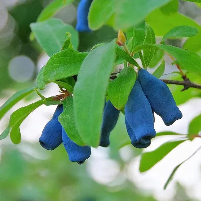 A bunch of blue berries hanging from a tree branch