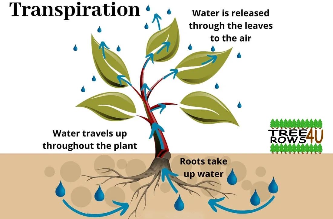 A diagram showing how water travels up throughout the plant