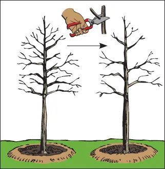 A person is cutting a tree with a pair of scissors