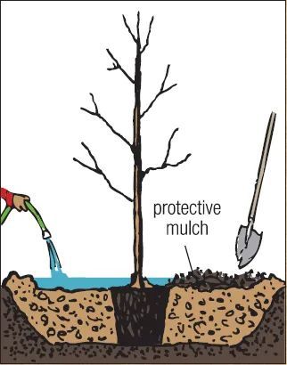 A cartoon of a person watering a tree with protective mulch