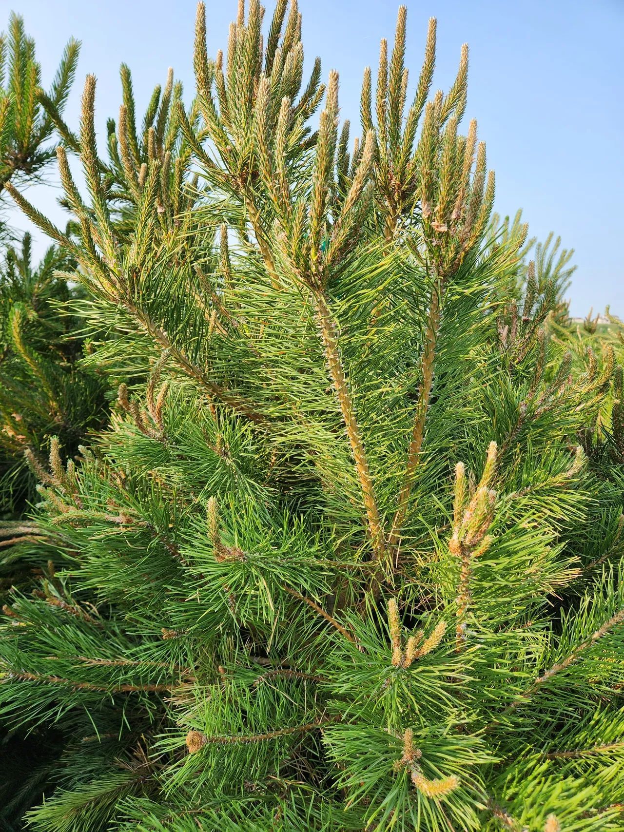 A bunch of pine trees are growing in a field.