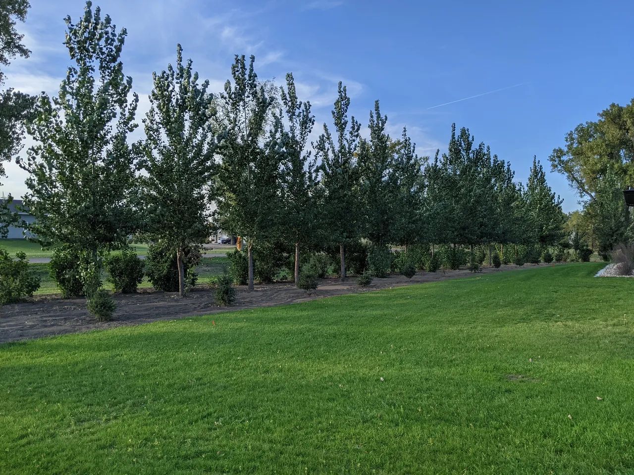 A lush green field with trees in the background