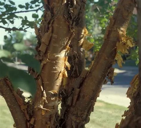 A close up of a tree trunk with peeling bark