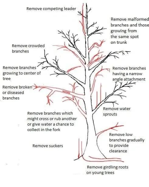 A diagram of how to remove branches from a tree