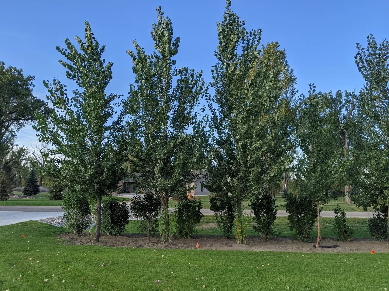 A row of trees in a park with a blue sky in the background