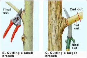 A diagram showing how to cut a tree branch with scissors.