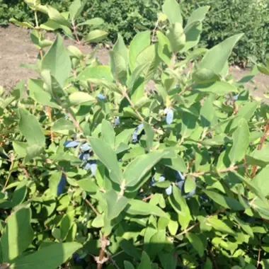A bush with lots of green leaves and blue berries