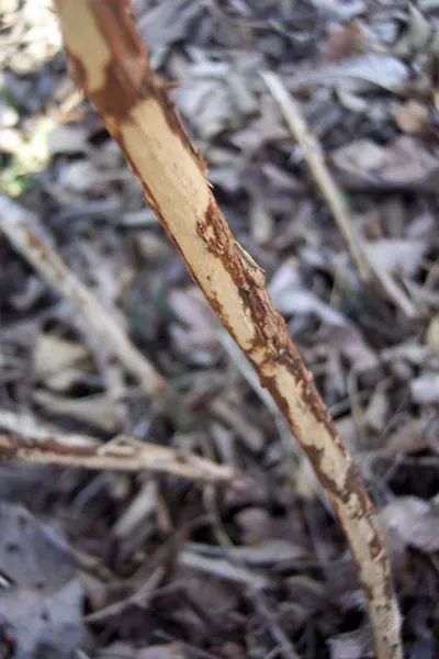 A close up of a tree branch covered in leaves.