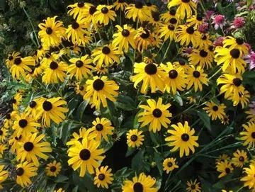 A bunch of yellow flowers with black centers