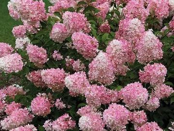 A bush with pink and white flowers and green leaves.