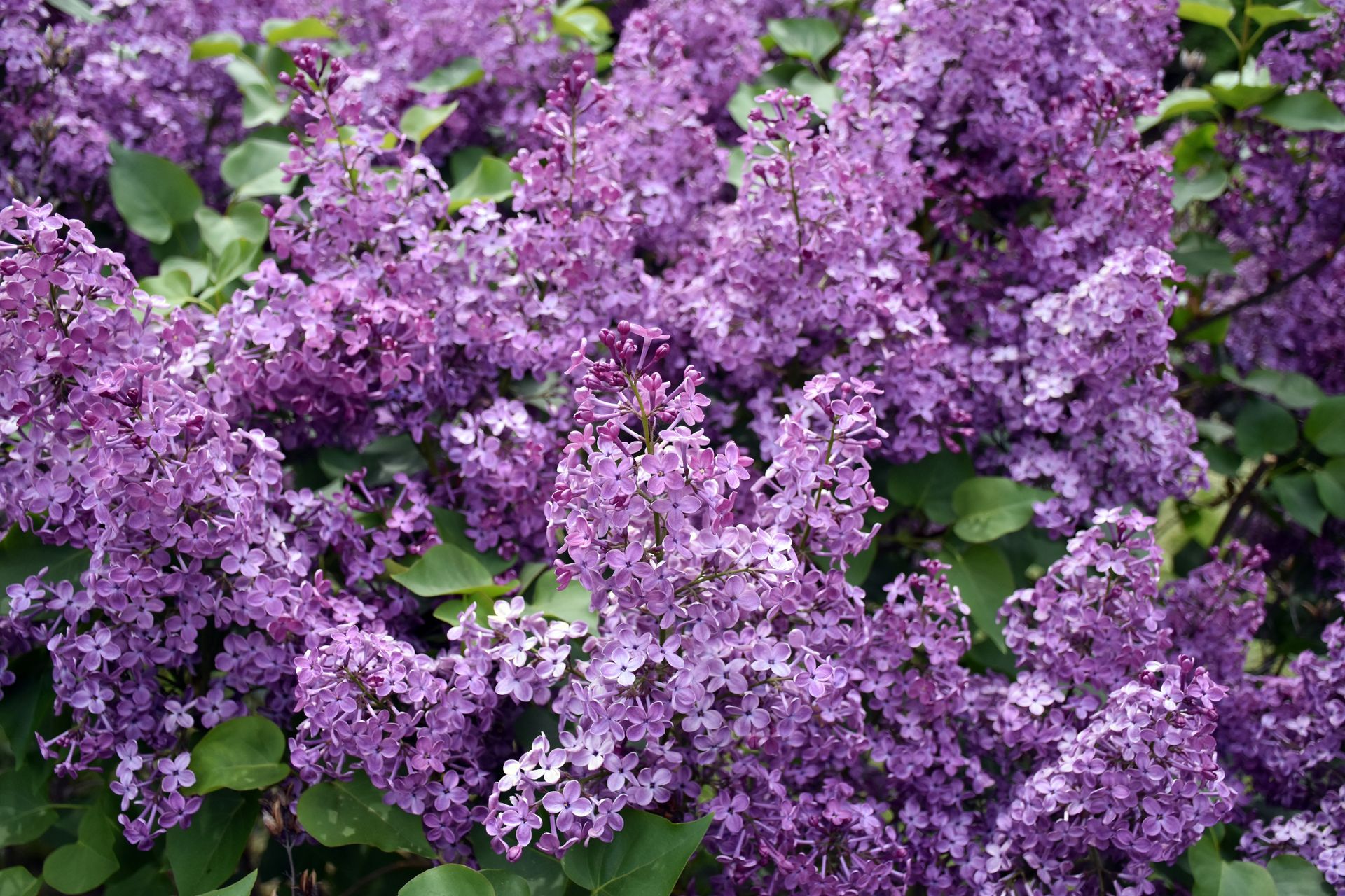 A bush with lots of purple flowers and green leaves
