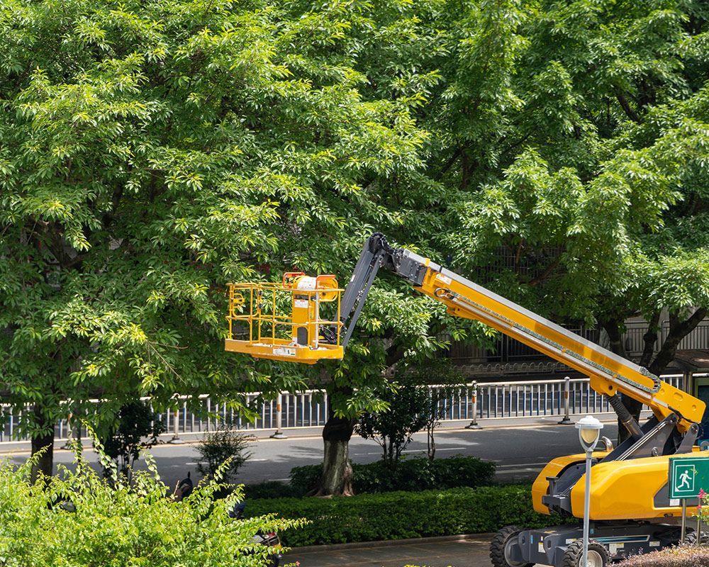 Worker on Bucket Crane Trimming Trees — Arcadia, FL — Kinard’s Tree Service