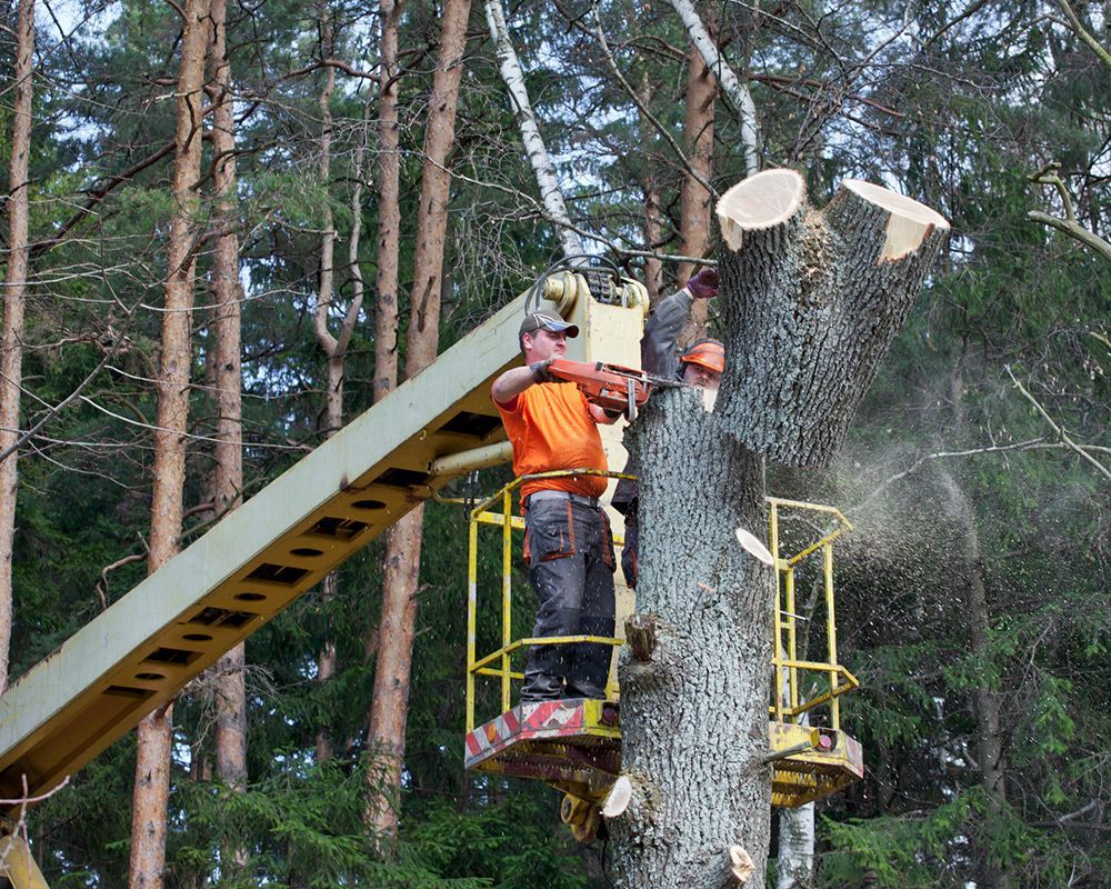 Two Lumberjacks Cutting Down a Tree — Arcadia, FL — Kinard’s Tree Service
