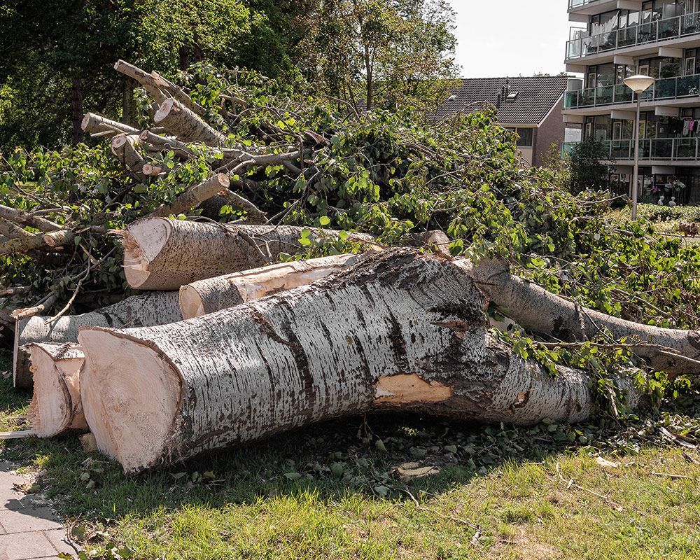 Branches Lie Outside on a Lawn  — Arcadia, FL — Kinard’s Tree Service
