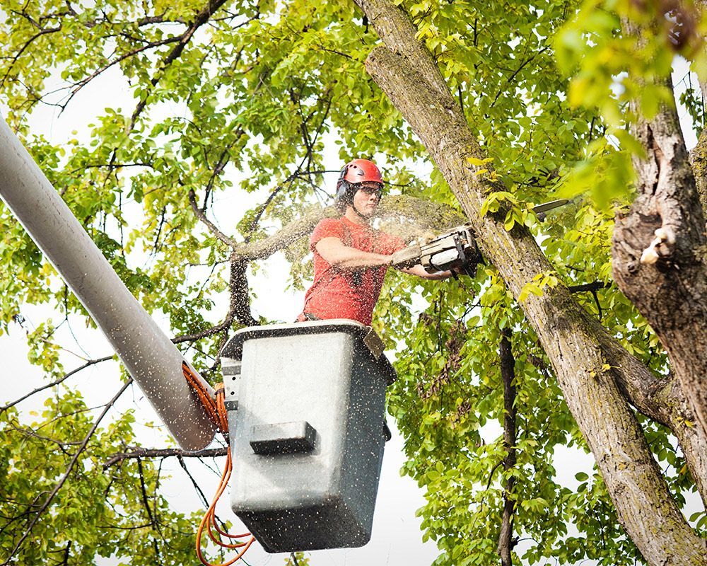 Worker Cutting Branches with Chainsaw — Arcadia, FL — Kinard’s Tree Service