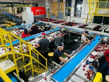 Workers sorting fruit on conveyor belts in a warehouse.