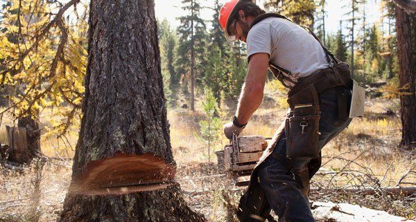 man cutting tree with chainsaw