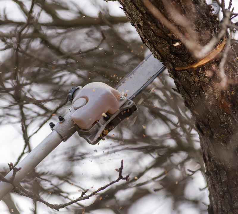 petrol pole saw