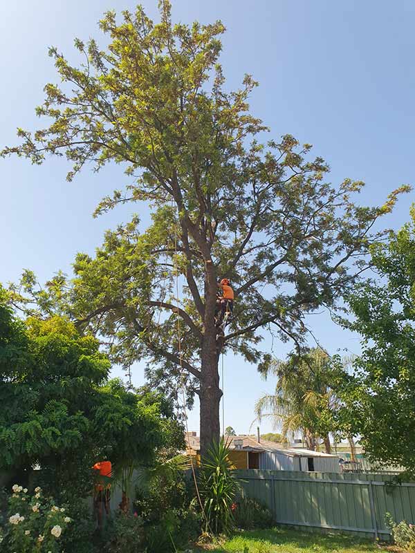 person climbing large tall tree