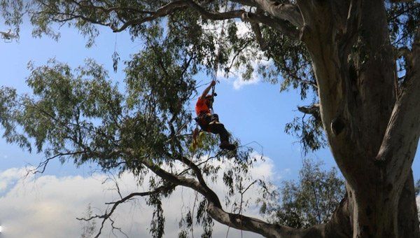working pruning huge tree